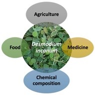 Desmodium incanum-An Underutilized Herb in Jamaica